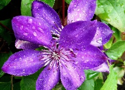 Kwiat, Clematis