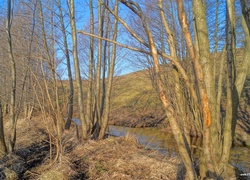 Drzewa, Strumień, HDR