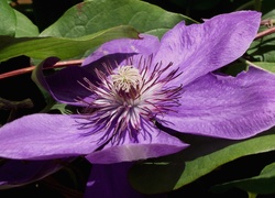 Kwiat, Clematis