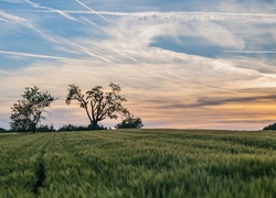 Drzewa, Pole, Ślady, Samolotów