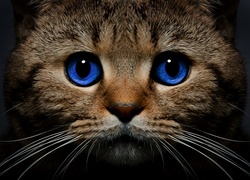 Kot, Niebieskie, Oczy, Spojrzenie