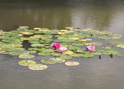 Kwiaty, Lilie wodne