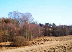 Pole, Snopki, Drzewa