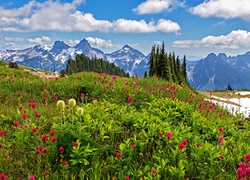 Stany Zjednoczone, Stan Waszyngton, Park Narodowy Mount Rainier, Góry, Łąka