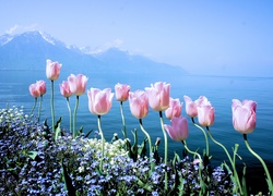 Wiosenne, Kwiaty, Tulipany, Niezapominajki, Góry