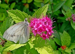 Krzew, Pęcherznica kalinolistna, Motyl, Bielinek