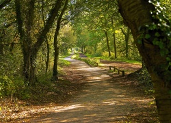 Park, Droga, Przebijające, Światło