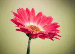 Kwiat, Gerbera