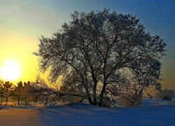 Zima, Wschód słońca, Drzewa, Śnieg