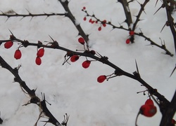 Śnieg, Krzew, Kolce, Czerwone, Owoce