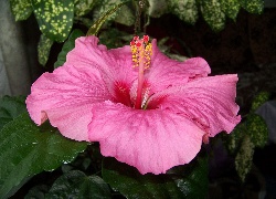 Kwiat, Hibiskus