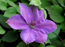 Kwiaty, Clematis