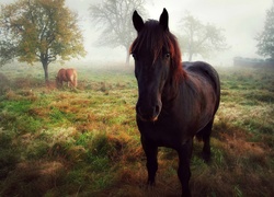Konie, Pastwisko, Poranek, Mgła