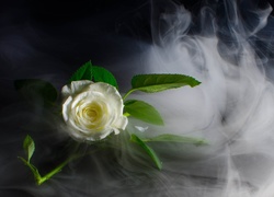 Biała, Róża, Liście, Dym