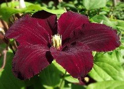 Kwiaty, Clematis