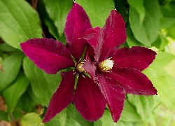 Kwiaty, Clematis