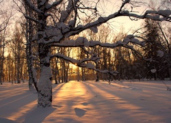 Zima, Zachód, Słońca, Ośnieżone, Drzewa, Śnieg
