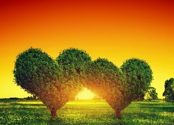 Drzewa, Miłosne, Serduszka