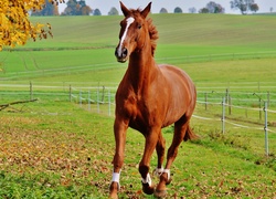 Koń, Galop, Pastwisko, Ogrodzenie, Drzewo