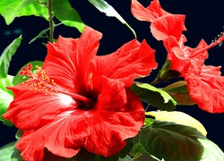 Hibiskus, Czerwone, Kwiaty