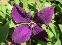 Kwiat, Clematis