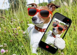 Pies, Okulary, Telefon, Łąka, Selfie