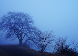 Mgła, Drzewa