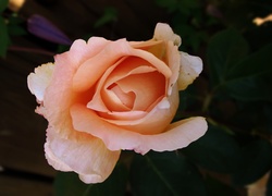 Kwiat, Róża