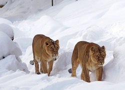 Lwy, Idą, Przez, Śnieg