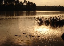 Rzeka, Zachód Słońca, Kaczuszki