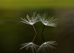 Mniszek, Nasienie, Kropla, Makro, Odbicie