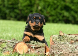 Pies, Szczeniak, Rottweiler