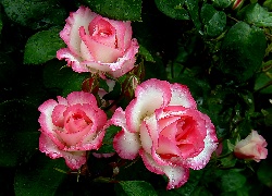 Biało, Różowe, Róże, Krople, Deszczu