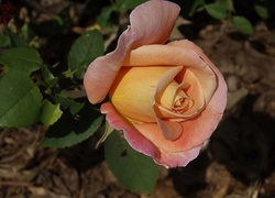 Kwiaty, Róża
