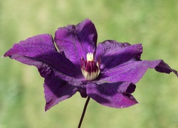 Kwiat, Clematis