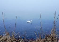 Jezioro, Woda, Biały, Ptak, Łąbędź