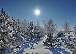 Zima, Ośnieżone, Drzewa, Słońce