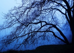 Drzewo, Gałęzie, Mgła