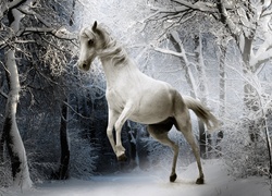 Biały, Koń, Zima, Las