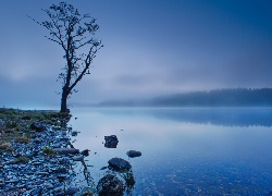 Jezioro, Drzewo, Mgła, Kamienie