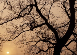 Drzewo, Gałęzie, Wschód Słońca