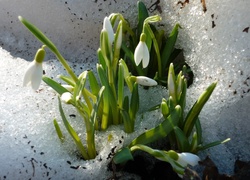 Przebiśniegi, Śnieg, Wiosna