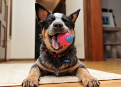 Australijski pies pasterski, Australian Cattle Dog