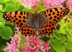 Motyl, Dostojka, Latonia, Różowe, Kwiatki, Makro