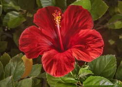 Hibiskus, Czerwony, Kwiat