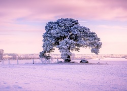 Śnieg, Drzewo, Ogrodzenie
