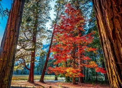 Stany Zjednoczone, Stan Kalifornia, Park Narodowy Yosemite, Góry, Las, Drzewa