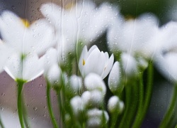 Tulipany, Białe, Krople, Wody