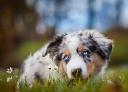 Owczarek australijski-australian shepherd