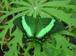 Zielony Motylek